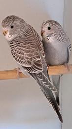 Split blackwing poppen, Dieren en Toebehoren, Vogels | Parkieten en Papegaaien