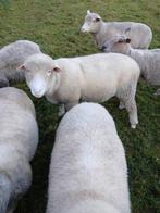 Poll dorset ram, Dieren en Toebehoren, Mannelijk, Schaap, 0 tot 2 jaar