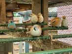 baardmannetje, Dieren en Toebehoren, Vogels | Overige Vogels, Meerdere dieren, Wildzangvogel, Geringd