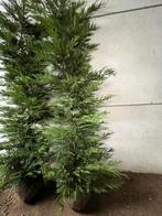 Coupe Leylandii, Jardin & Terrasse, Plantes | Arbustes & Haies, Enlèvement ou Envoi, Conifère