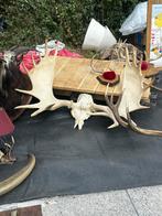 Eland schedel met enorme gewei, Ophalen of Verzenden