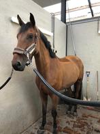 Scheren paard/pony, Dieren en Toebehoren, Ophalen of Verzenden, Nieuw