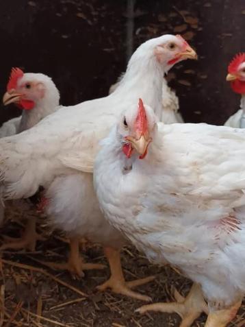 Zware vleeskippen  beschikbaar voor biedingen