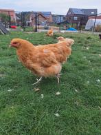 Orpington buff groothoenders hennen, Dieren en Toebehoren, Pluimvee, Vrouwelijk, Kip