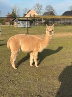 Mooie drachtige alpaca merrie te koop!, Dieren en Toebehoren, Juli, Vrouwelijk