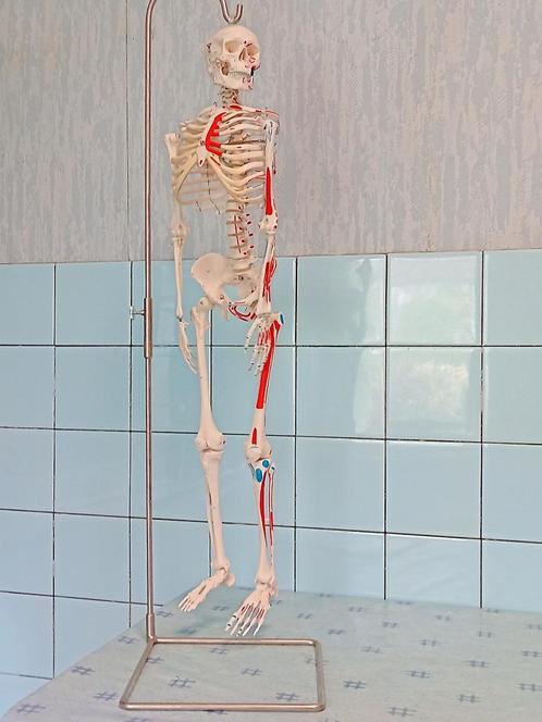 geavanceerd 80cm skelet, hangend & spieraanduidingen, Diversen, Schoolbenodigdheden, Zo goed als nieuw, Ophalen