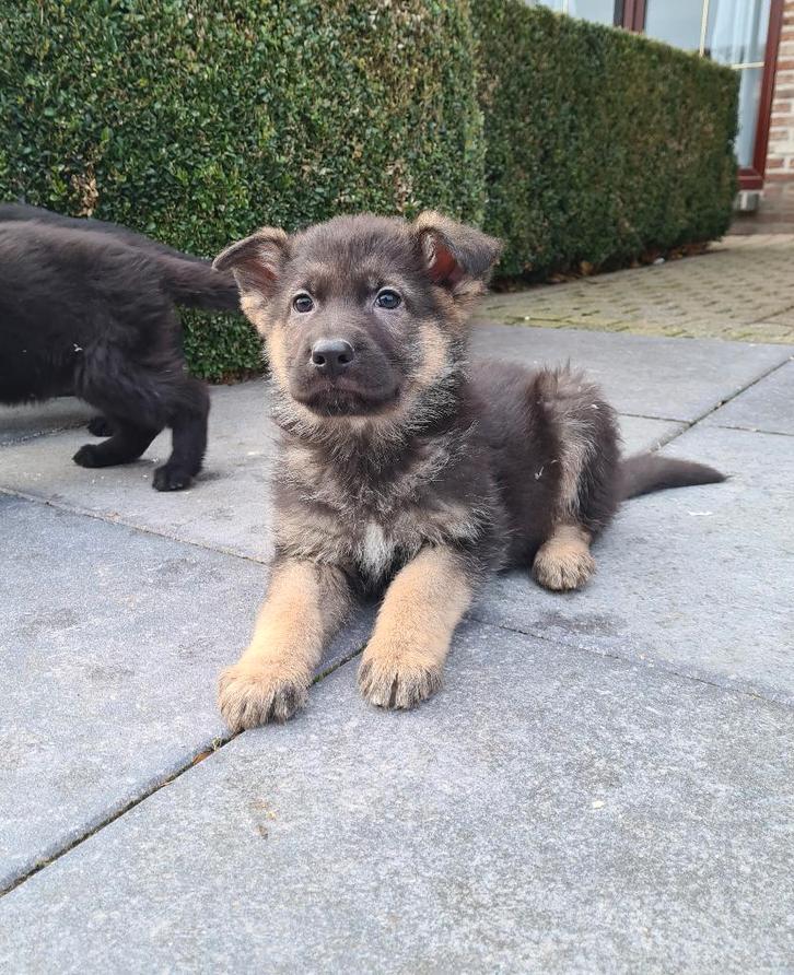 chiots bergers allemands, Animaux & Accessoires, Chiens | Bergers & Bouviers, Plusieurs animaux, Berger, Éleveur | Professionnel