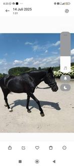 Halve stal, 2 tot 6dagen per week., Dieren en Toebehoren, Merrie, D pony (1.37m tot 1.48m)