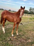 Chique premium dressuurhengst, Dieren en Toebehoren, Paarden, Hengst
