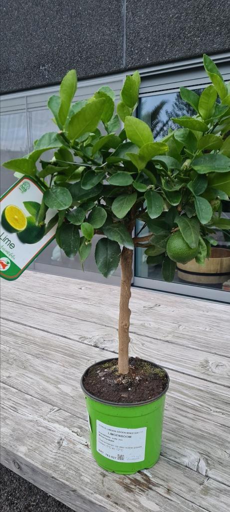 Citrus Limoen, Tuin en Terras, Planten | Fruitbomen, Ophalen