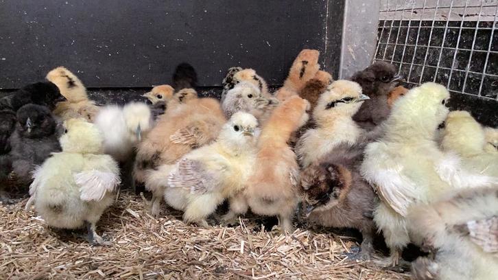 Usa zijdehoentjes, Dieren en Toebehoren, Pluimvee, Kip, Geslacht onbekend