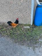 vorwerkkippen, Animaux & Accessoires, Volatiles, Mâle, Poule ou poulet