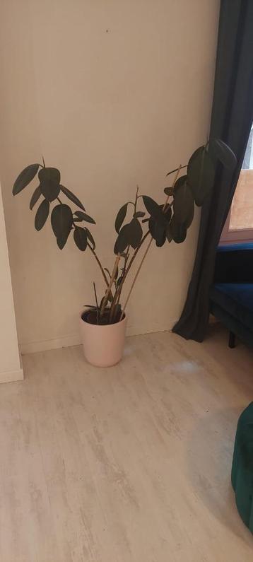 GRATIS Plant in grote roze pot  beschikbaar voor biedingen