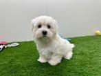 Nestjes Maltezer pups, Dieren en Toebehoren, België, Maltezer, CDV (hondenziekte), 8 tot 15 weken