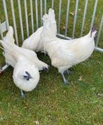 G’H’Moon (witte ayam cemani)
