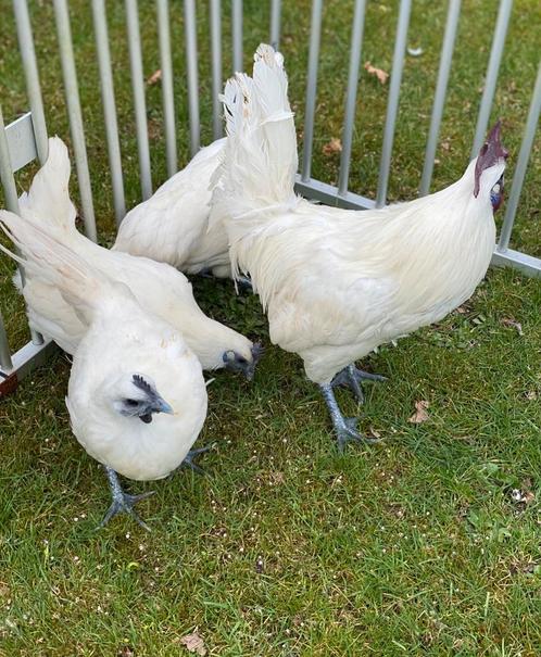 G’H’Moon (witte ayam cemani), Dieren en Toebehoren, Pluimvee