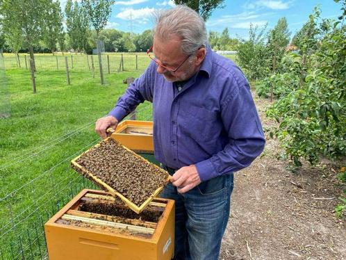 Bijenvolken met kast., Dieren en Toebehoren, Insecten en Spinnen, Bijen