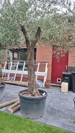 Olijfboom, Tuin en Terras, Planten | Bomen, Ophalen, In pot, Olijfboom, 250 tot 400 cm