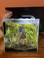 Compleet aquarium van 40 liter, Ophalen, Zo goed als nieuw