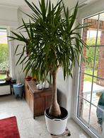 Yucca palmlelie 250 cm hoog, Tuin en Terras, Volle zon, Ophalen, 100 tot 250 cm