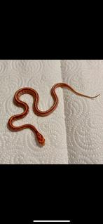 Serpent des blés, Animaux & Accessoires, Reptiles & Amphibiens, Serpent, 0 à 2 ans