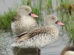 Siereenden, Dieren en Toebehoren, Pluimvee, Meerdere dieren, Eend