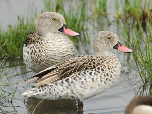 Siereenden, Dieren en Toebehoren, Pluimvee, Eend, Meerdere dieren