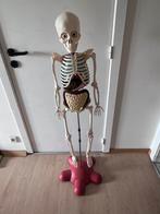 Skelet (125 cm) + boekjes over de werking van het lichaam, Diversen, Schoolbenodigdheden, Ophalen, Zo goed als nieuw