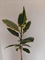 Ficus elastica met sierpot, Tuin en Terras, Ophalen of Verzenden