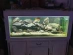 Juwel Rio aquarium 240 liter compleet, Dieren en Toebehoren, Ophalen, Gebruikt, Overige typen