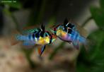 Microgeophagus ramerezi, Dieren en Toebehoren, Vis, Zoetwatervis, Schoolvis