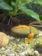L144 blue eyes ancistrus 3 tal cm, Dieren en Toebehoren, Vissen | Aquariumvissen, Vis, Zoetwatervis, Schoolvis