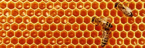Kempense verse honing, Diversen, Levensmiddelen, Ophalen of Verzenden