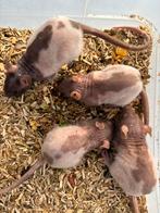 Unieke kleuren naaktratten rittens ratjes beschikbaar, Dieren en Toebehoren, Knaagdieren, Rat, Tam