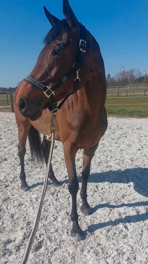 Mooi 6 jarige merrie | voor gevorderde ruiter, Dieren en Toebehoren, Paarden en Pony's | Overige Paardenspullen, Ophalen of Verzenden