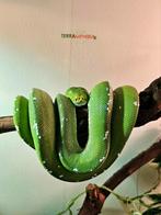 Morelia viridis Aru, Serpent