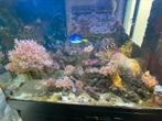 Aquarium poisson eau de mer complet 96cm x(H)144cm, Gevuld zeewateraquarium, Gebruikt