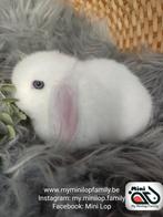 Baby minilop lapin femelle (transport possible, Animaux & Accessoires, Femelle, Nain, Oreilles tombantes, 0 à 2 ans