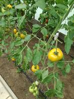 Tomatenplanten Grappa Gialla, Ophalen