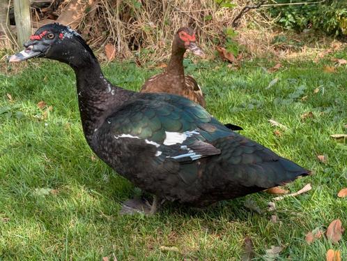 Muskuseend woerd zwartwild, Dieren en Toebehoren, Pluimvee, Eend, Mannelijk