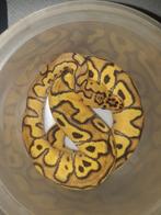 Mooi mannetje, Dieren en Toebehoren, Reptielen en Amfibieën