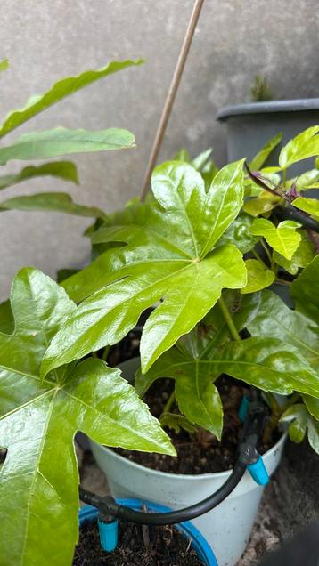 VINGERPLANT (FATSIA JAPONICA) beschikbaar voor biedingen