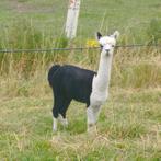 prachtig bont alpaca hengstje, Dieren en Toebehoren, Schapen, Geiten en Varkens