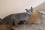 Prachtige blauwe rus kittens met stamboom, Dieren en Toebehoren, Katten en Kittens | Raskatten | Korthaar, Kater, Gechipt, 0 tot 2 jaar