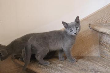 Prachtige blauwe rus kittens met stamboom beschikbaar voor biedingen