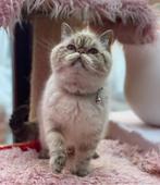 Exotic korthaar chocolat lynx  point, Chat, Vermifugé, 0 à 2 ans