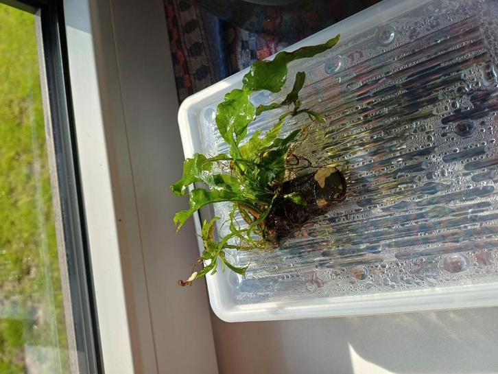 Emmer Java stekjes te koop (1-5 euro per stuk), Dieren en Toebehoren, Vissen | Aquaria en Toebehoren, Gebruikt, Plant(en), Steen of Hout