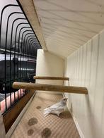 Koppel 2 gouldamadines / goulds te koop zilver, Dieren en Toebehoren, Tropenvogel