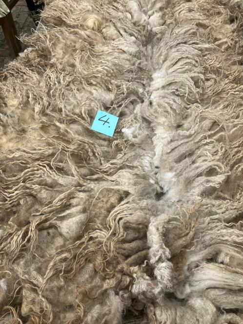Racka wol, Dieren en Toebehoren, Schapen, Geiten en Varkens, Schaap, Meerdere dieren