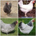 poussins a commander 7 rasses traditionelle pour 24 fevrier, Animaux & Accessoires, Volatiles, Femelle, Poule ou poulet